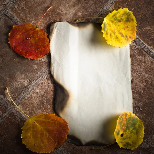 Hösten kort färgade blad — Stockfoto