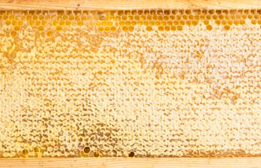 Petek Bal dolu çerçeve