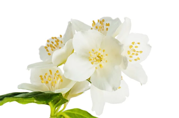 Bloemen van een jasmin, close-up — Stockfoto