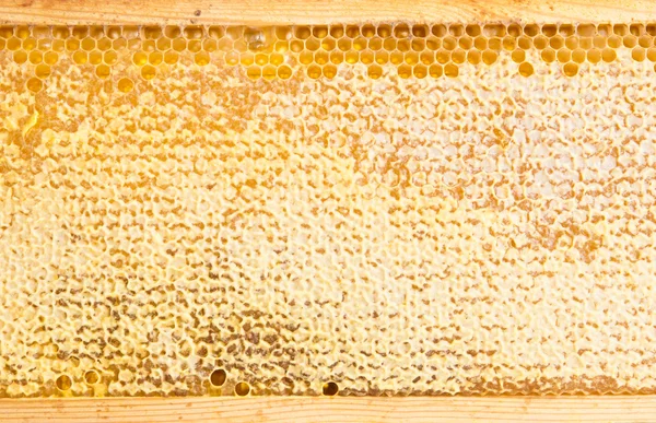 Frame with honeycomb full of honey — Stock Photo, Image