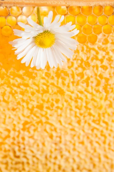 Daisy on a background of honeycombs — Stock Photo, Image