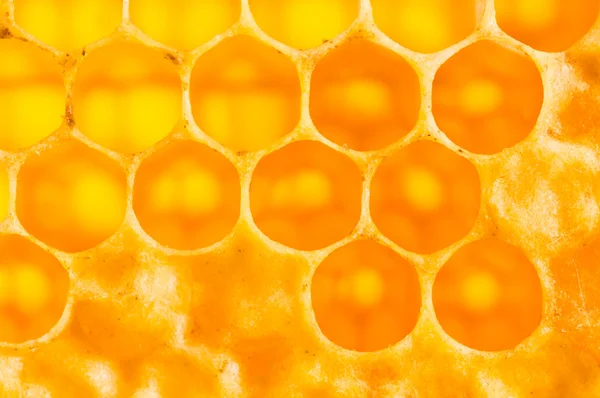 Frame with honeycomb full of honey — Stock Photo, Image