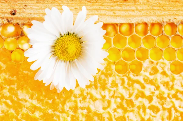 Daisy op een achtergrond van honingraten — Stockfoto