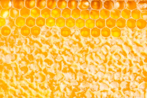 Frame met honingraat vol met honing — Stockfoto