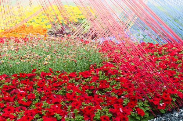 Hintergrund aus schönen roten Blumen — Stockfoto