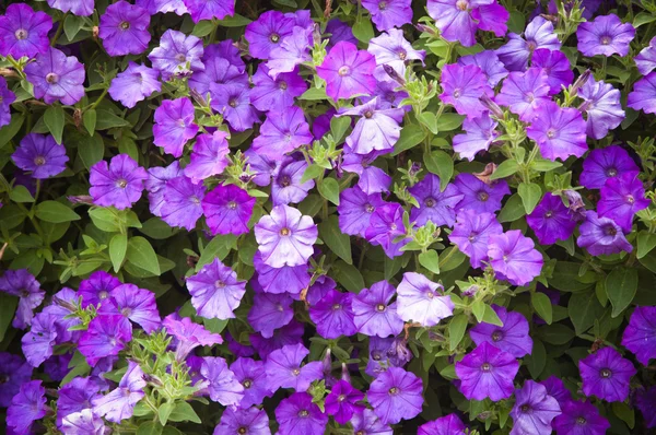 Fondo de hermosas flores de color azul oscuro — Foto de Stock