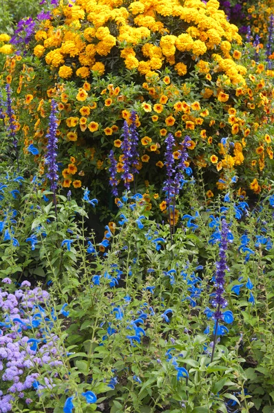 Όμορφα λουλούδια στον κήπο, κοντινό πλάνο — Φωτογραφία Αρχείου