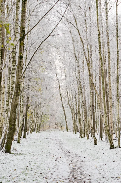 Alley in the Park later in the autumn. First snow — Stock Photo, Image