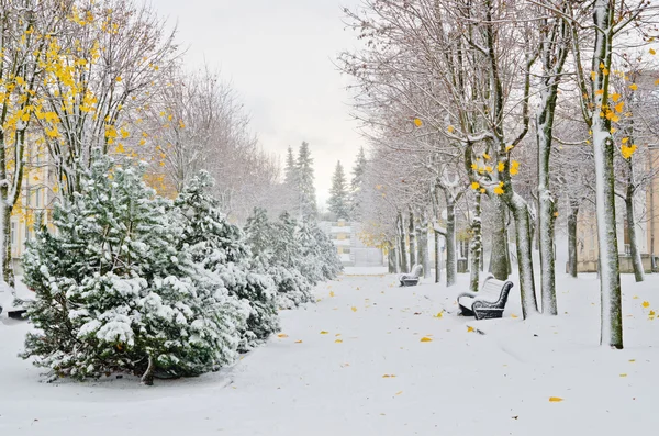 Een steeg in het park later in de herfst. Sneeuwstorm — Stockfoto