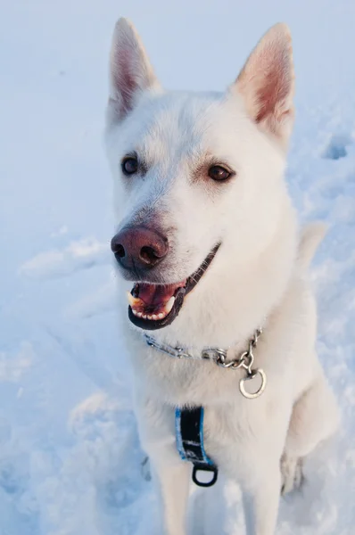 Porträtt av en vit hund i vinter i ett trä — Stockfoto