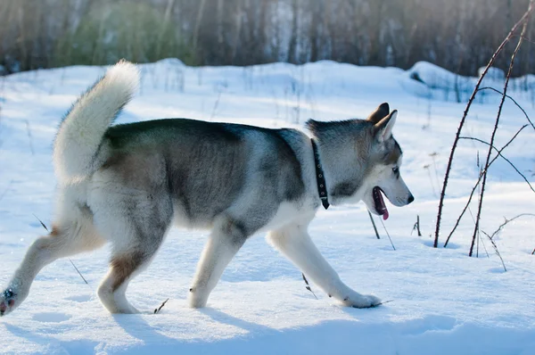 Cão em inverno em uma madeira — Fotografia de Stock
