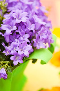 Campanula kadar yakın bir mavi