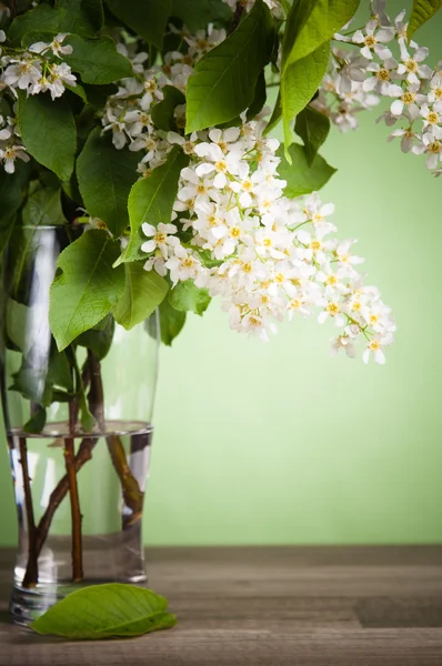 Bouquet di una ciliegia di uccello fiorente in un vaso su un tavolo — Foto Stock