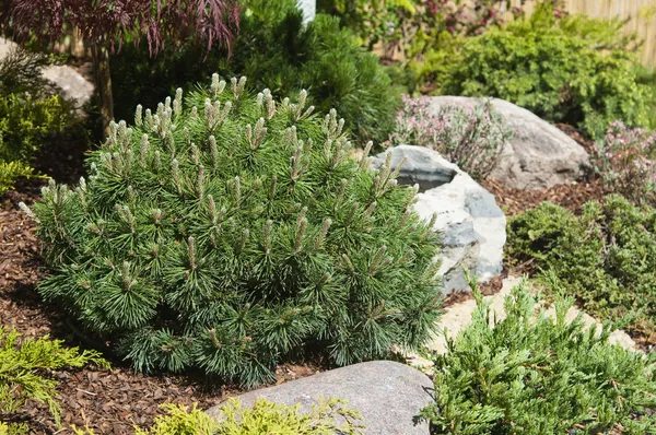 Hörn av trädgården i japansk stil — Stockfoto