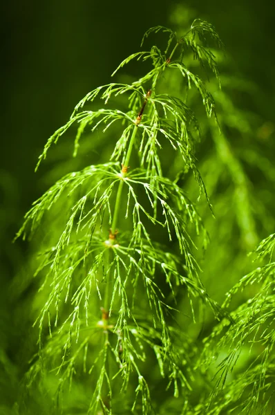 Morgonsolen lyser växt i skogen — Stockfoto
