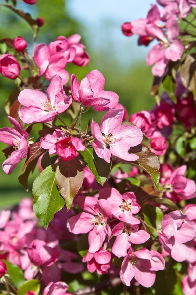 Magnolia florescendo no parque, close-up — Fotografia de Stock