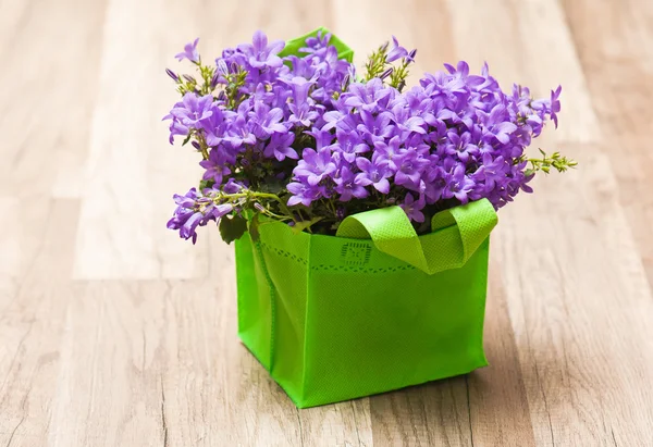 Campanula blå en nära upp — Stockfoto