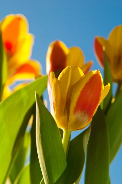 Des tulipes rouge-jaune sur fond de ciel bleu — Photo