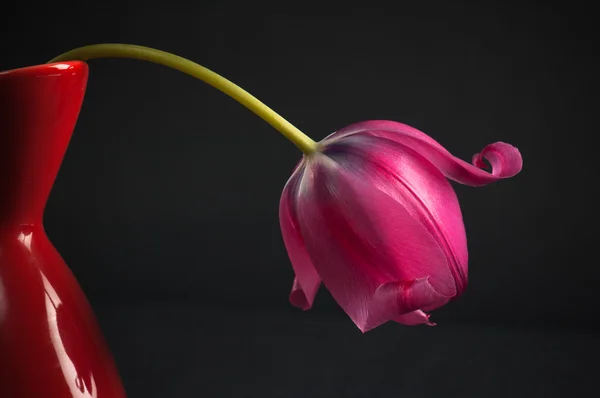 Tulipani rosa in un vaso su sfondo nero — Foto Stock