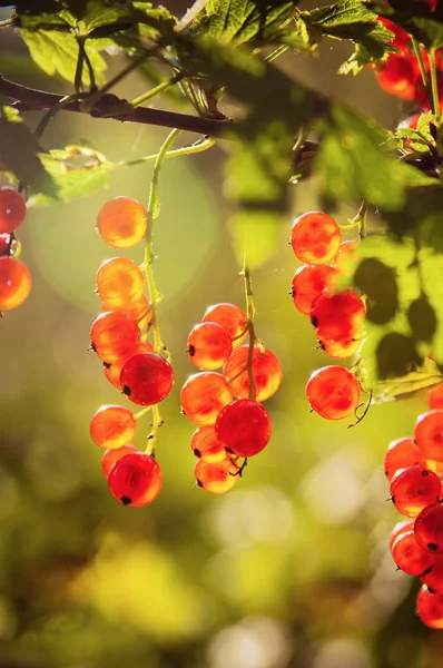 Die Beeren einer roten Johannisbeere, die von Sonnenstrahlen erhellt werden — Stockfoto