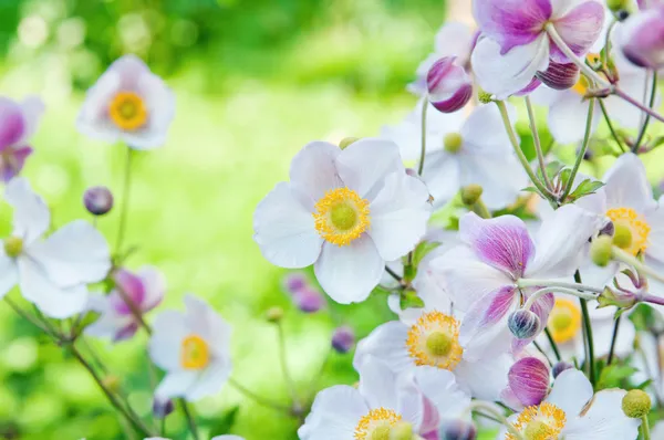 Anémona japonica flores, iluminada por la luz del sol en el jardín . — Foto de Stock