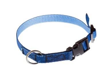 mavi yakalı beyaz izole bir küçük köpek