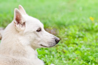 bir portre profil beyaz bir köpek, yakın çekim