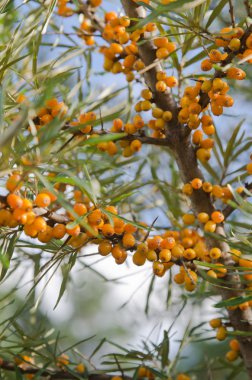 Deniz topalak meyve dallar, yakın çekim