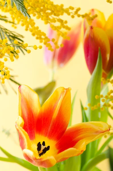 Bouquet di primavera con una mimosa e tulipani — Foto Stock