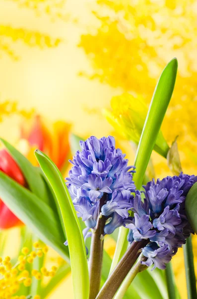 Bouquet with spring flowers and a mimosa — Stock Photo, Image