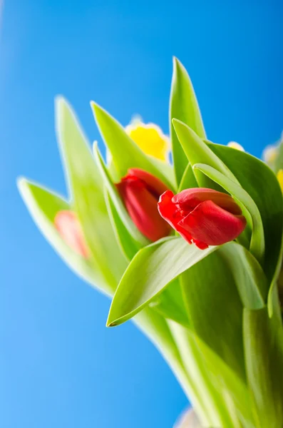 Buquê de primavera com tulipas — Fotografia de Stock