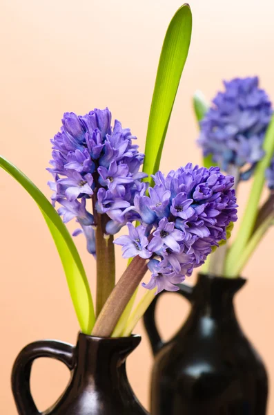 Bouquet with blossoming to hyacinths in a vase — Stock Photo, Image