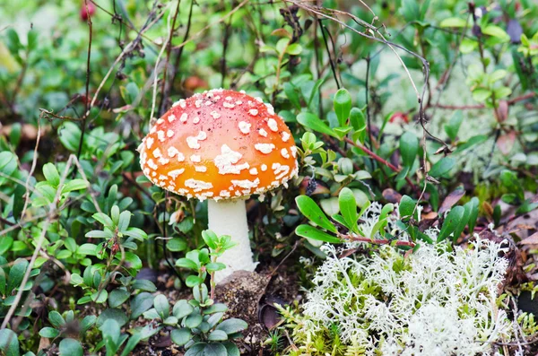 The mushroom a fly-agaric grows one in a wood, among a herb — Stock Photo, Image