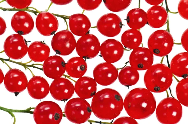 Un manojo de grosella roja, aislado en blanco — Foto de Stock