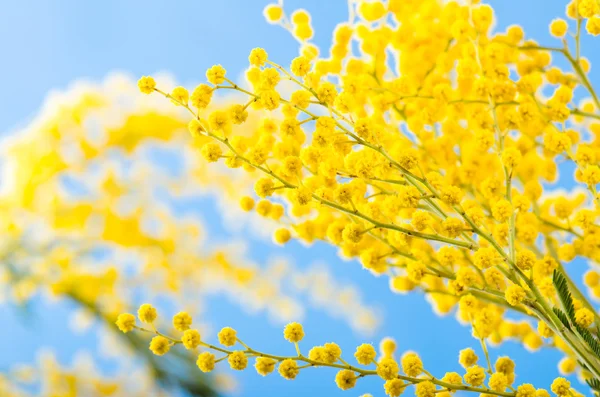 Buquê de primavera com um ramo de uma árvore de acácia florescente — Fotografia de Stock