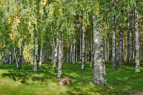 여름의 마지막 날에 백 화 나무숲 — 스톡 사진