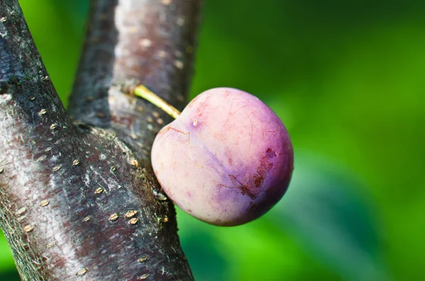 Maturazione di frutto di prugna su un albero, primo piano — Foto Stock