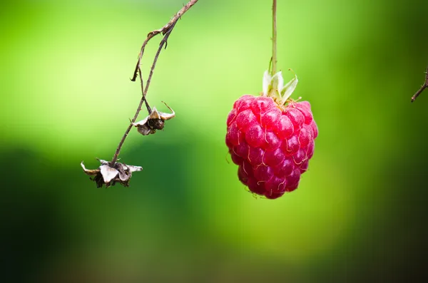 Berry of a raspberry in a garden, a close up — Stock Photo, Image