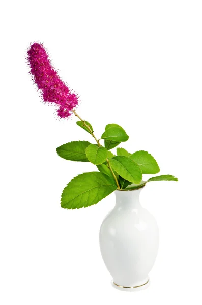 Beautiful pink flower in a vase, isolated on white — Stock Photo, Image