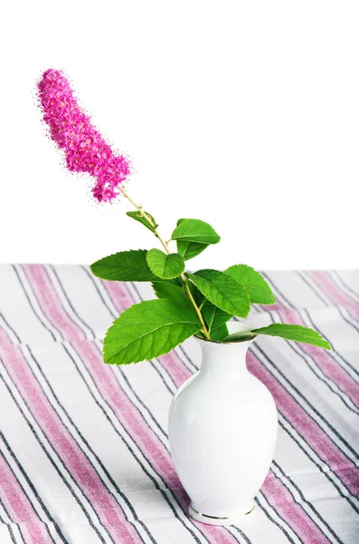 Hermosa flor rosa en un jarrón, aislado en blanco — Foto de Stock