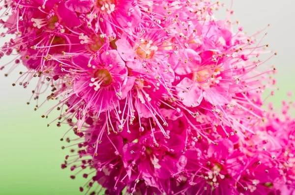 Krásný růžový květ, close-up — Stock fotografie