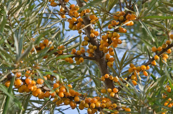 Bacche di olivello spinoso su rami, primo piano — Foto Stock