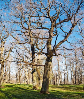 yaşlı oaks park kadriorg erken Bahar