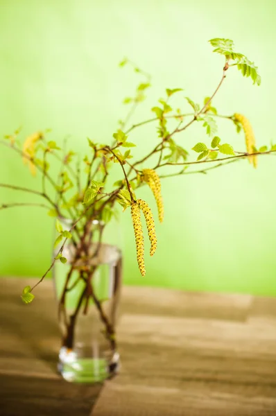 Fresh branches of a birch in a glass on a table — Stock Photo, Image