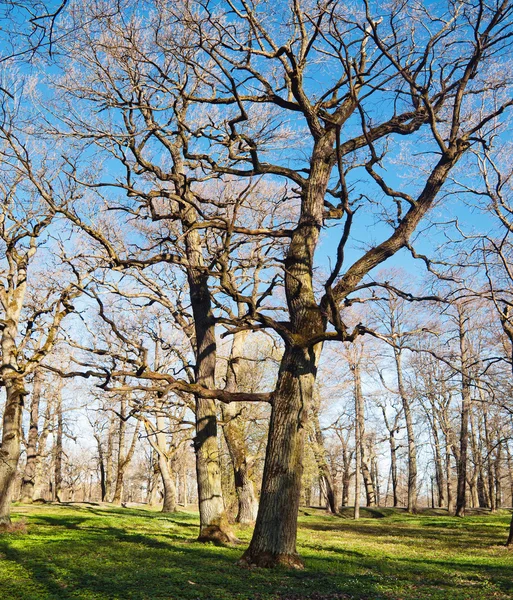 Staré duby v parku kadriorg, brzy na jaře — Stock fotografie