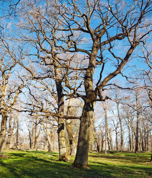 Gamla ekar i parken kadriorg, tidigt på våren — Stockfoto