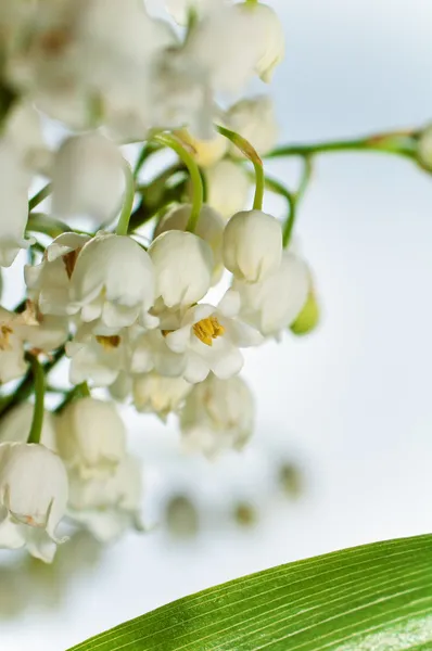 Maiglöckchen aus nächster Nähe — Stockfoto