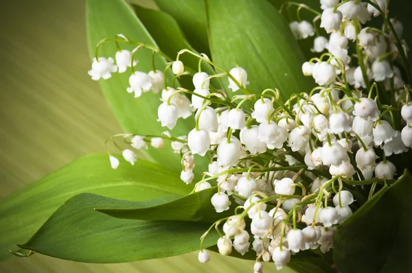 Lelies van de vallei, close-up — Stockfoto