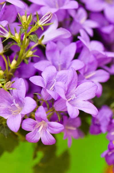 Campanula blue aus nächster Nähe — Stockfoto