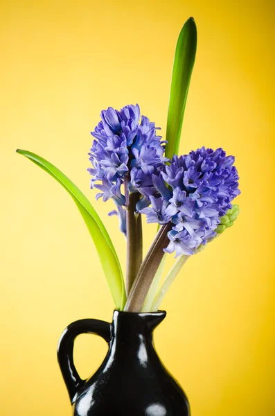 Ramo con flores a jacintos —  Fotos de Stock